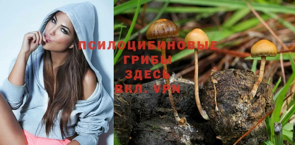индика Алзамай
